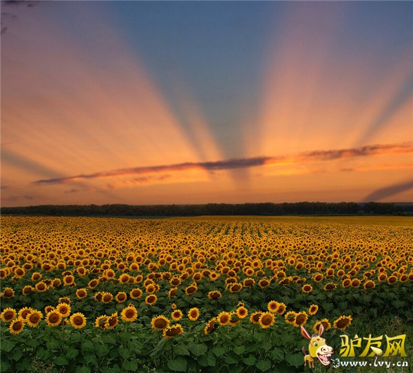 向日葵4.jpg